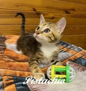 Pistachio
