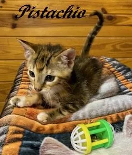 Pistachio thumbnail 2