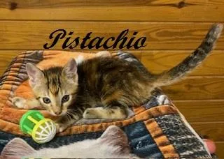 Pistachio thumbnail 4