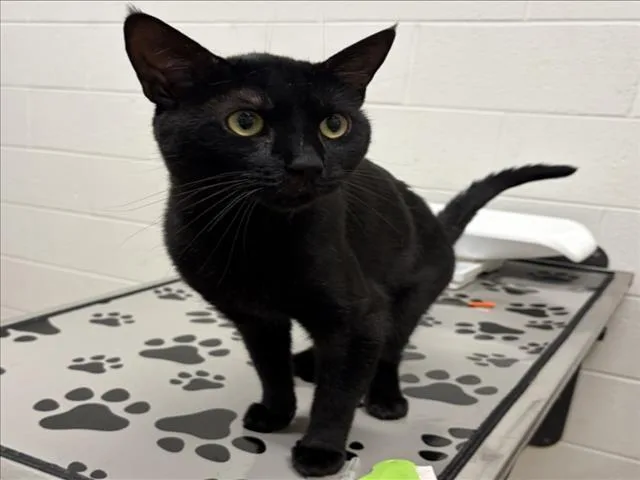 A young medium-sized male Domestic Short Hair cat named Shadow for adoption in Derwood, MD