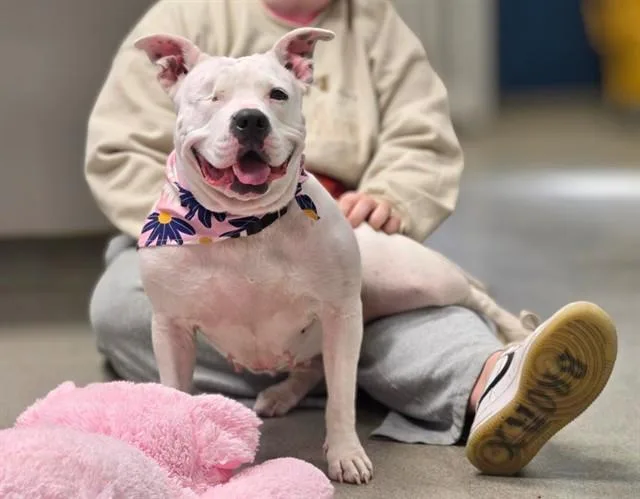 An adult large-sized female Boxer dog named Lady for adoption in Omaha, NE