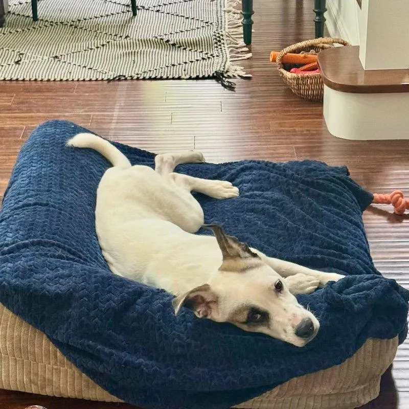 A young medium-sized male American Staffordshire Terrier dog named Tucker for adoption in San Juan Capistrano, CA