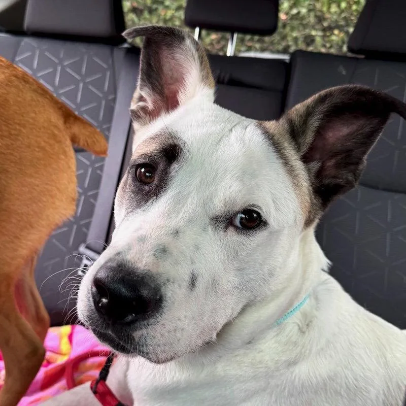 Tucker thumbnail 3