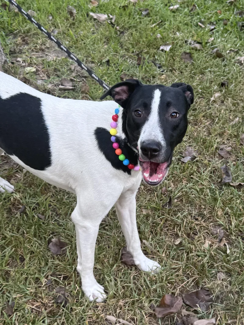 A young medium-sized female White / Cream Rat Terrier dog named Blanche for adoption in Alexandria, LA