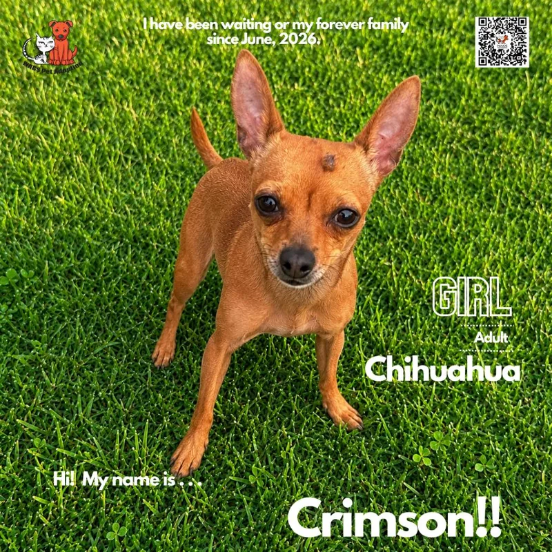 Crimson thumbnail 2