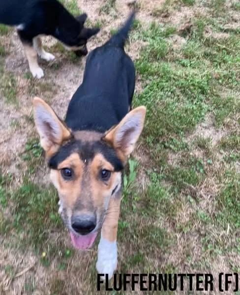 A baby medium-sized female Shepherd dog named Fluff for adoption in Pembroke, MA