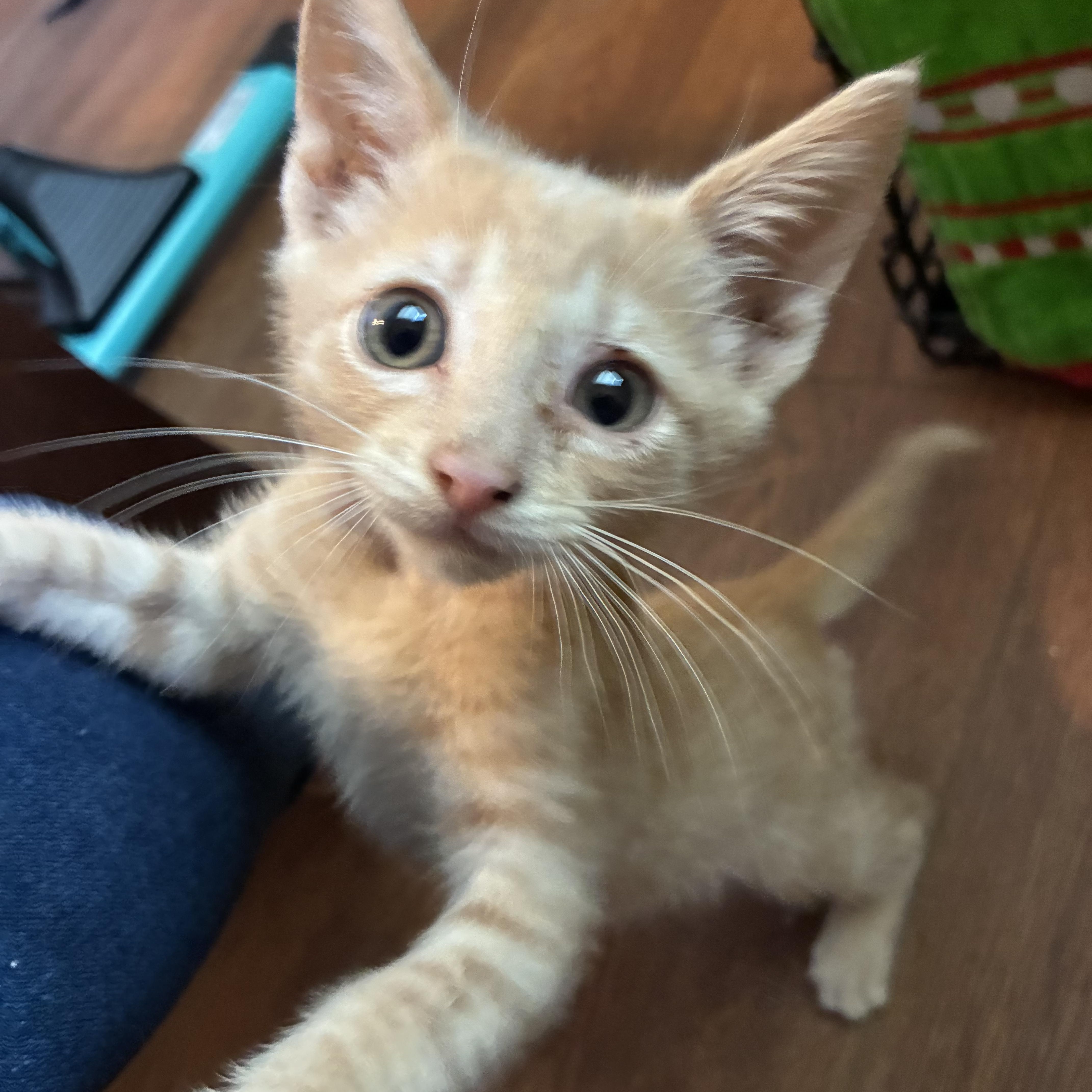 A baby large-sized male Orange & White Tabby cat named Polaris for adoption in White Lake, MI