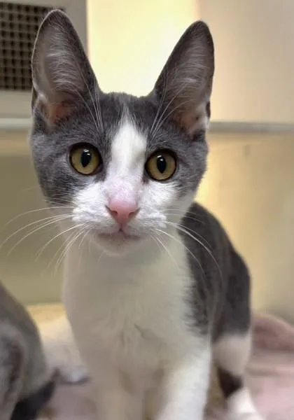 A baby small-sized male Domestic Short Hair cat named Peeps for adoption in Cumming, GA