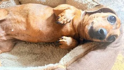 A senior small-sized female Dachshund dog named Bug for adoption in Portland, OR