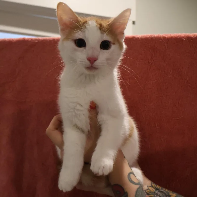 A baby small-sized male Orange / Red Domestic Short Hair cat named Peaches for adoption in Saint Charles, MO