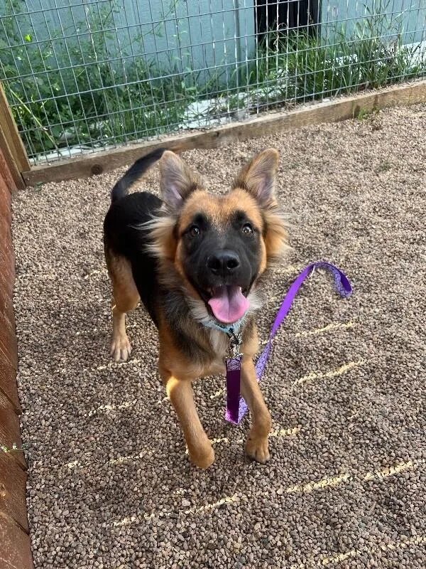 An adult medium-sized male Black German Shepherd Dog dog named Banksy for adoption in Fort Collins, CO
