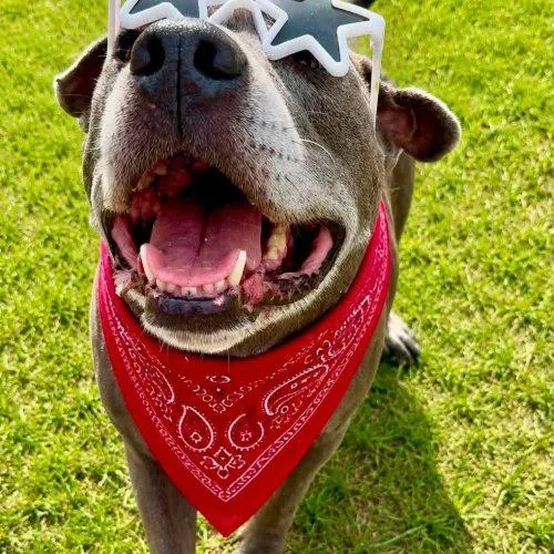 A senior large-sized male Gray / Blue / Silver Mixed Breed dog named Soldier for adoption in Verona, NJ
