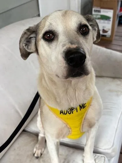 A senior medium-sized female Mixed Breed dog named Diamond for adoption in Knoxville, TN