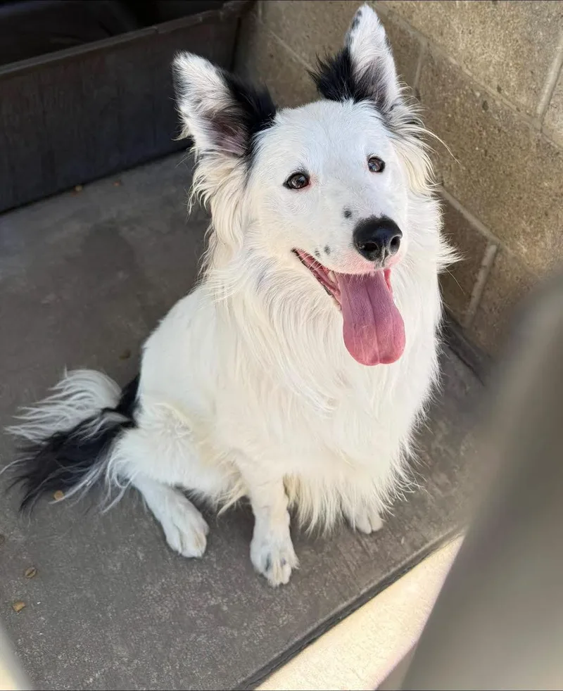 A young medium-sized male Black Border Collie dog named Benji for adoption in Oakdale, CA