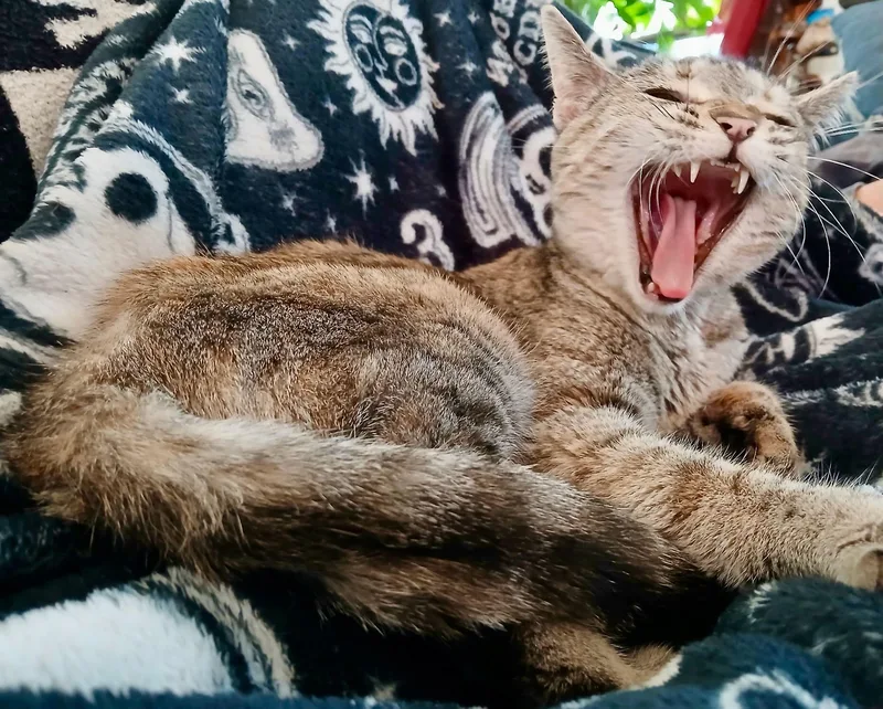 A baby medium-sized female Tabby (Buff / Tan / Fawn) Tabby cat named Sol for adoption in The Dalles, OR