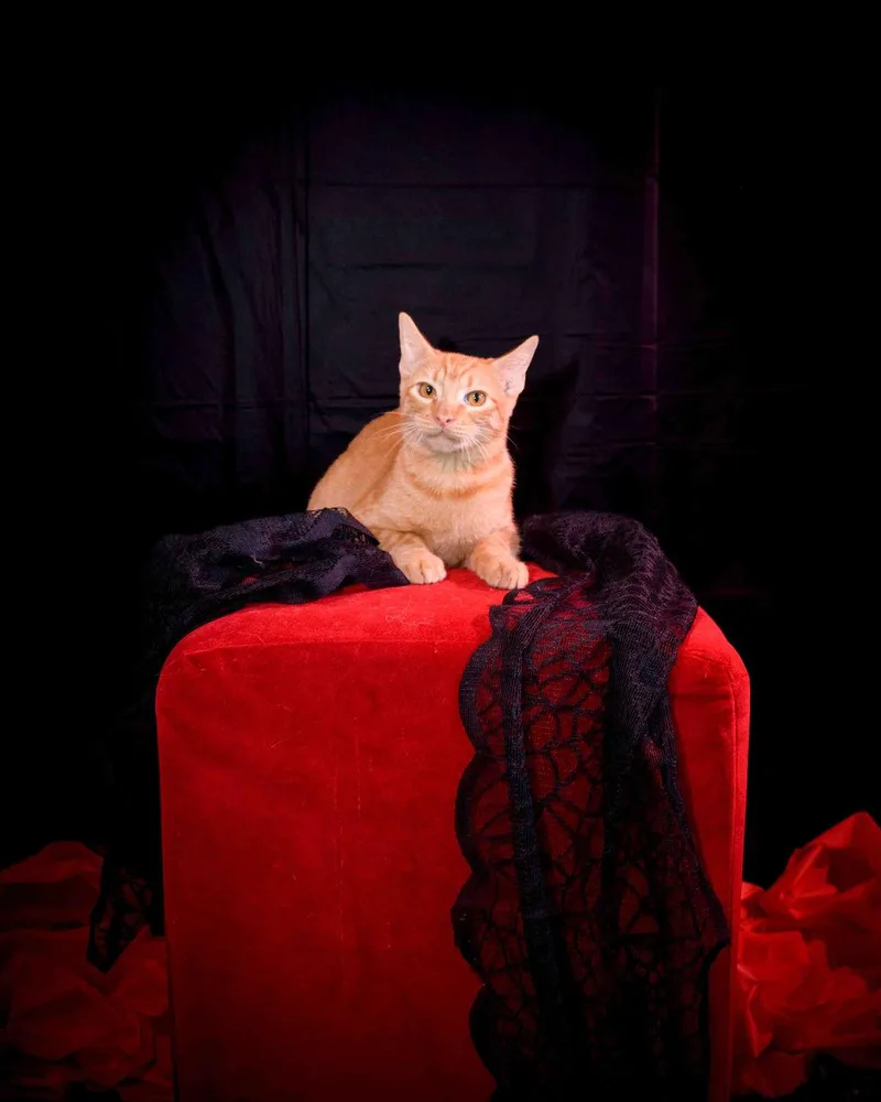 A young medium-sized male Orange / Red Domestic Short Hair cat named Geo for adoption in Jefferson, LA