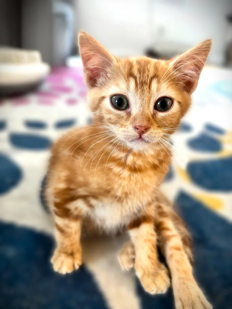 Mr Peanut