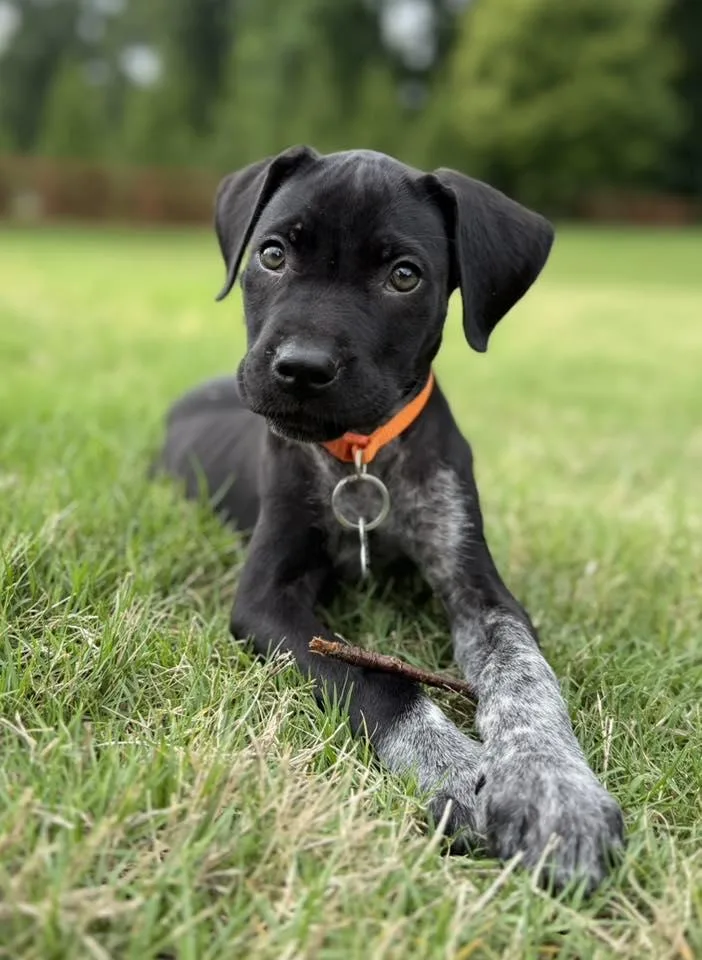 A young medium-sized male German Shorthaired Pointer dog named Mallard for adoption in Greenville, SC