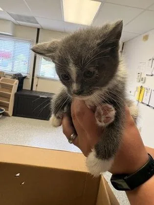 A baby small-sized male Domestic Medium Hair cat named Mr. Miyagi for adoption in Bellevue, WA