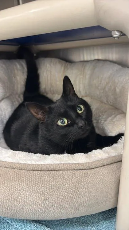 An adult medium-sized female Black Domestic Short Hair cat named Tinkerbell for adoption in Annapolis, MD