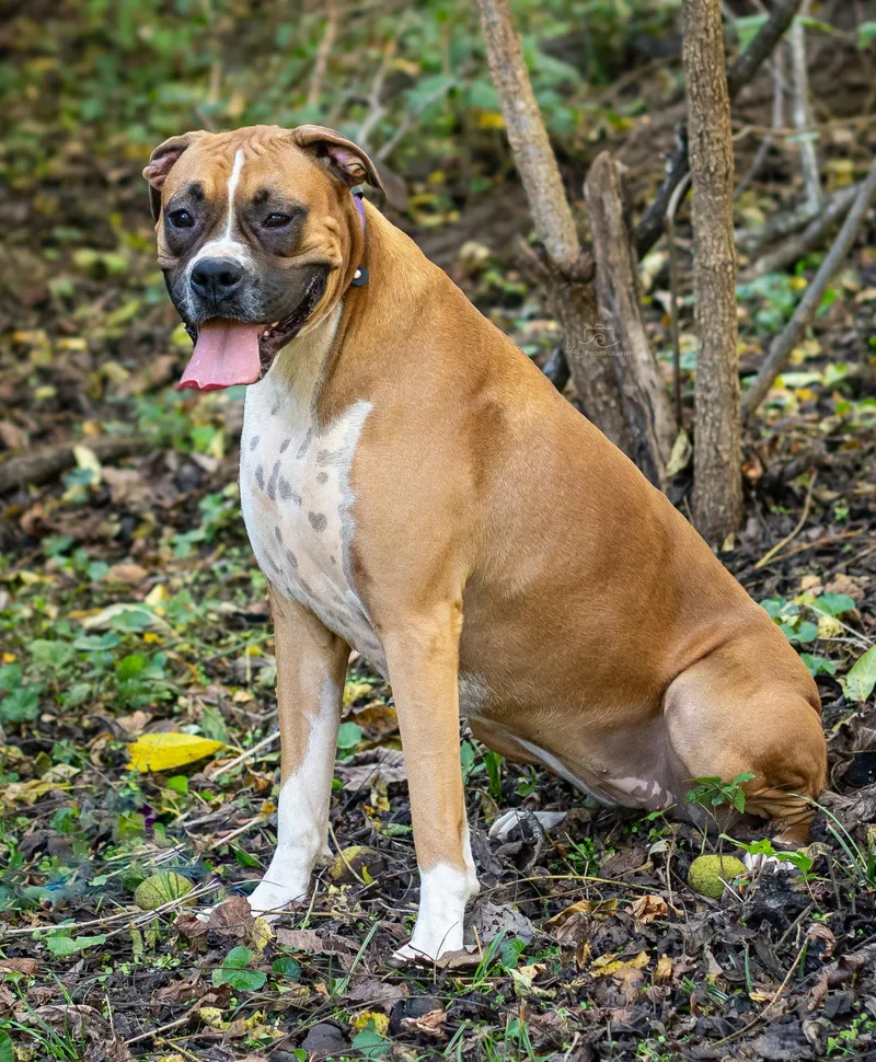 An adult large-sized female Boxer dog named Celine for adoption in Franklin, TN