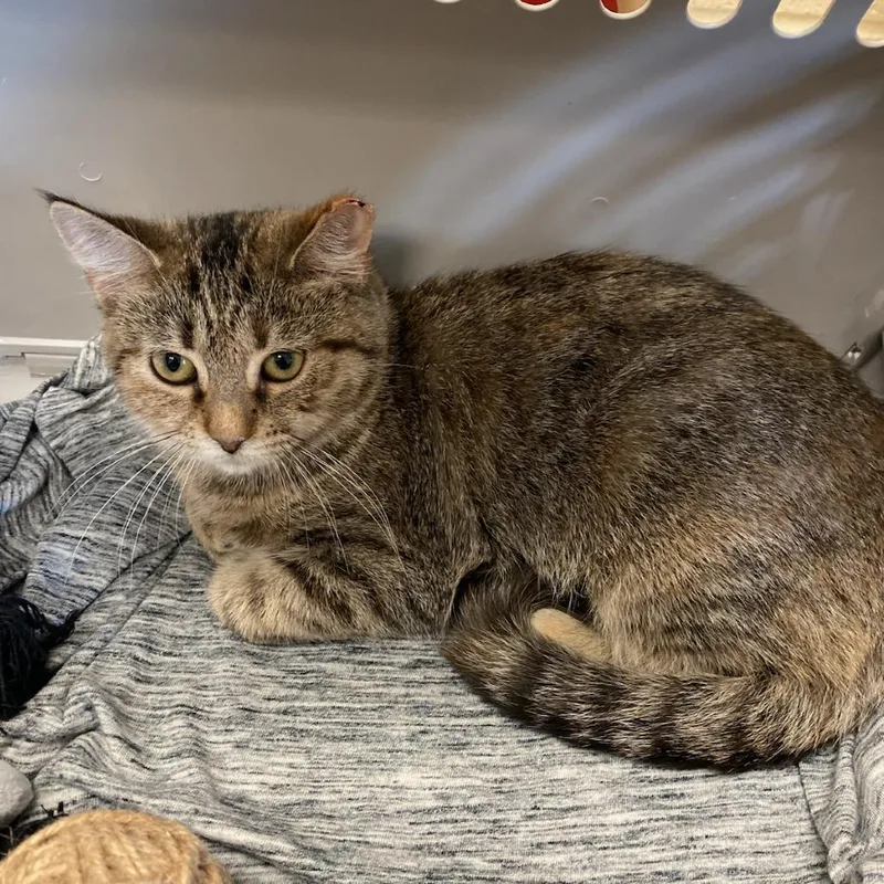 A baby small-sized female Black Domestic Short Hair cat named Apple jack for adoption in Memphis, TN