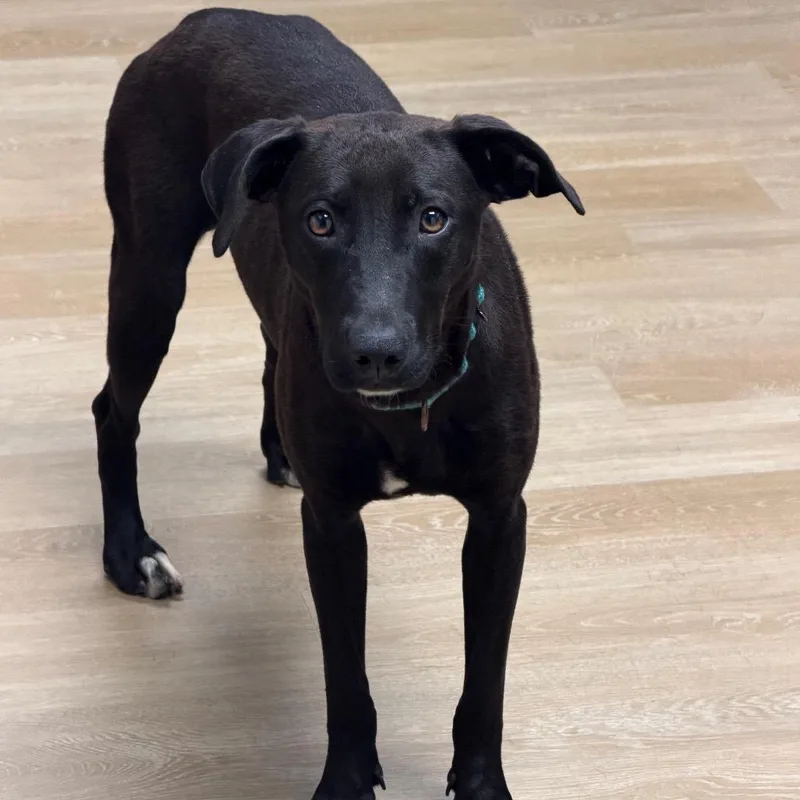 A young medium-sized female Black Mixed Breed dog named Sally for adoption in Waukesha, WI