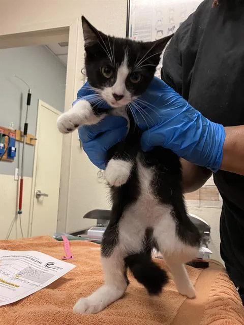 A baby small-sized female Domestic Short Hair cat named Jolly for adoption in Long Beach, CA