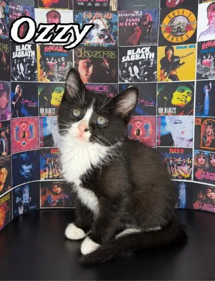 A baby small-sized male Domestic Medium Hair cat named Ozzie for adoption in Morton Grove, IL