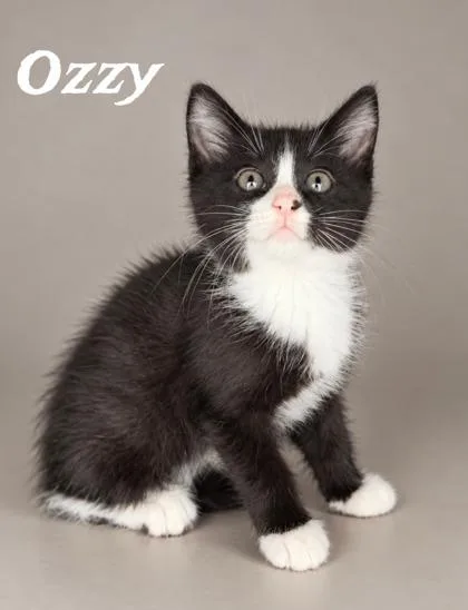 Ozzie thumbnail 2
