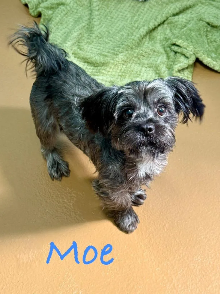 Mo