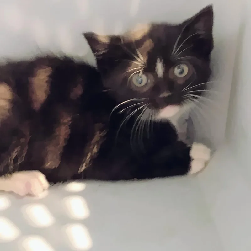 A baby small-sized female Black Domestic Short Hair cat named Fuzzinator for adoption in Allentown, PA
