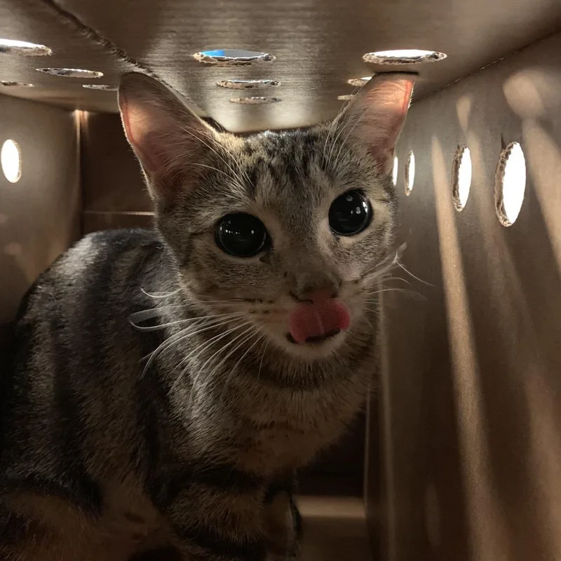 A young medium-sized female Domestic Short Hair cat named Letty for adoption in Jacksonville, FL