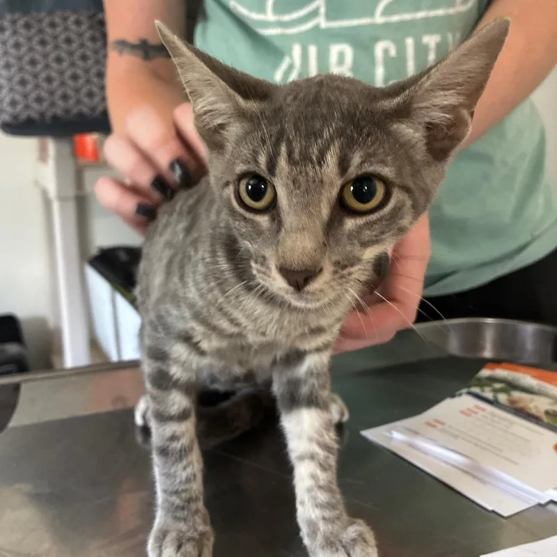 A baby small-sized female Gray / Blue / Silver Domestic Short Hair cat named Spinach for adoption in Hattiesburg, MS