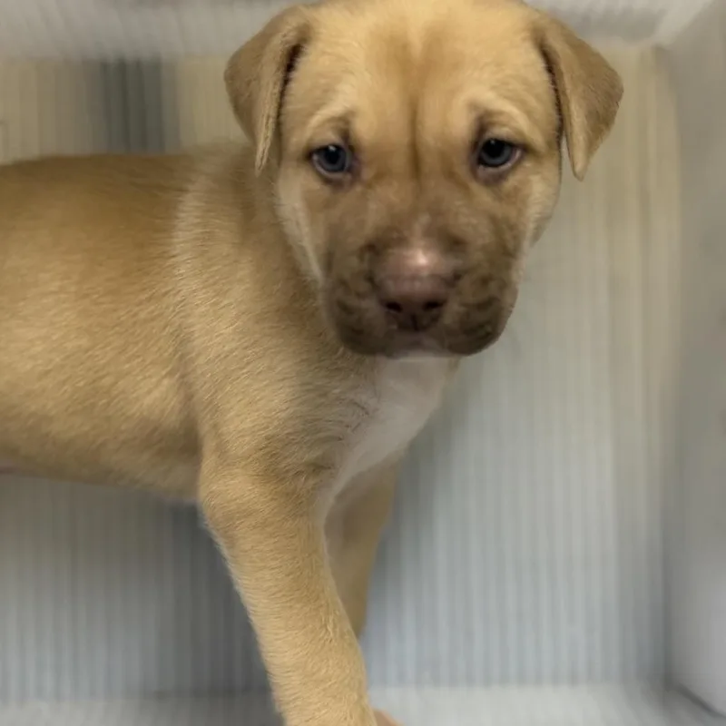 A baby small-sized male White / Cream Mixed Breed dog named Grady for adoption in Pauls Valley, OK