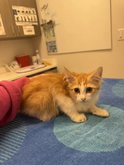 A baby small-sized male Orange / Red Domestic Medium Hair cat named Team Brinity for adoption in Kansas City, MO