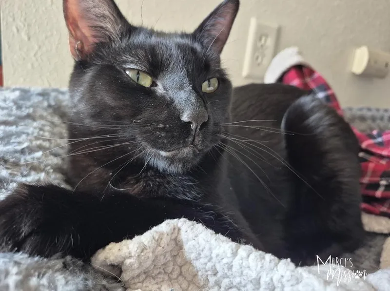 An adult medium-sized male Black Domestic Short Hair cat named MacGyver for adoption in Spokane , WA