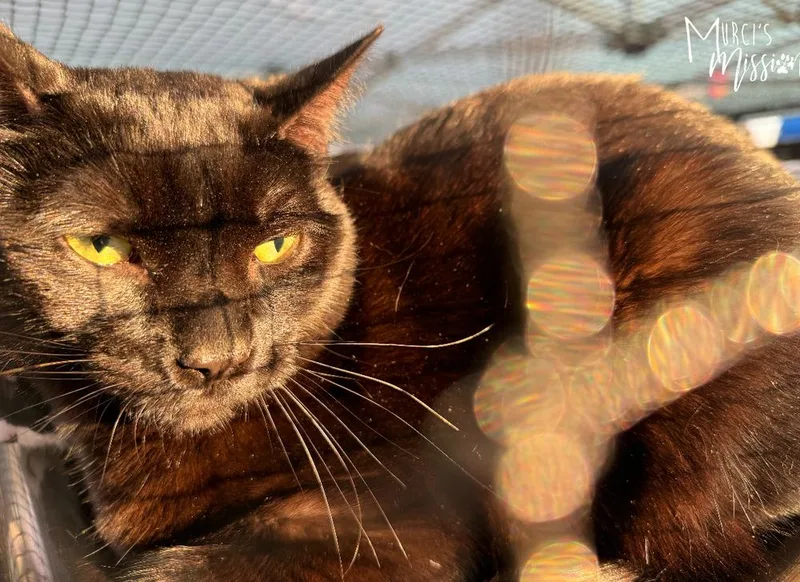MacGyver thumbnail 2