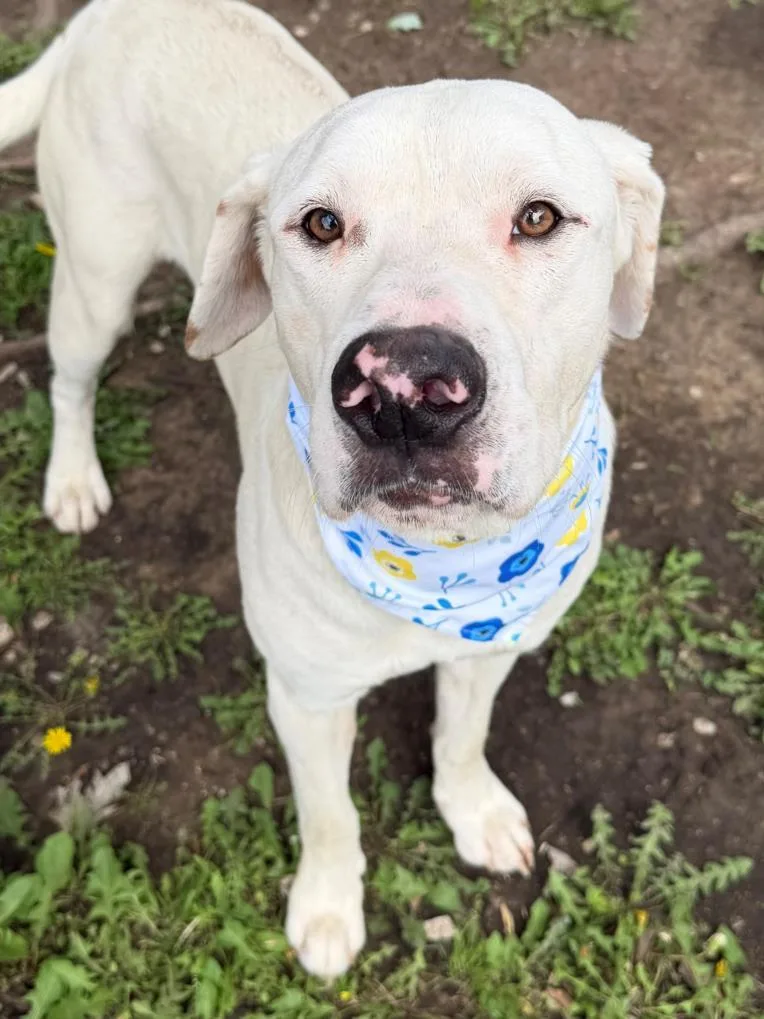 An adult large-sized male Pit Bull Terrier dog named Henery for adoption in Tulsa, OK