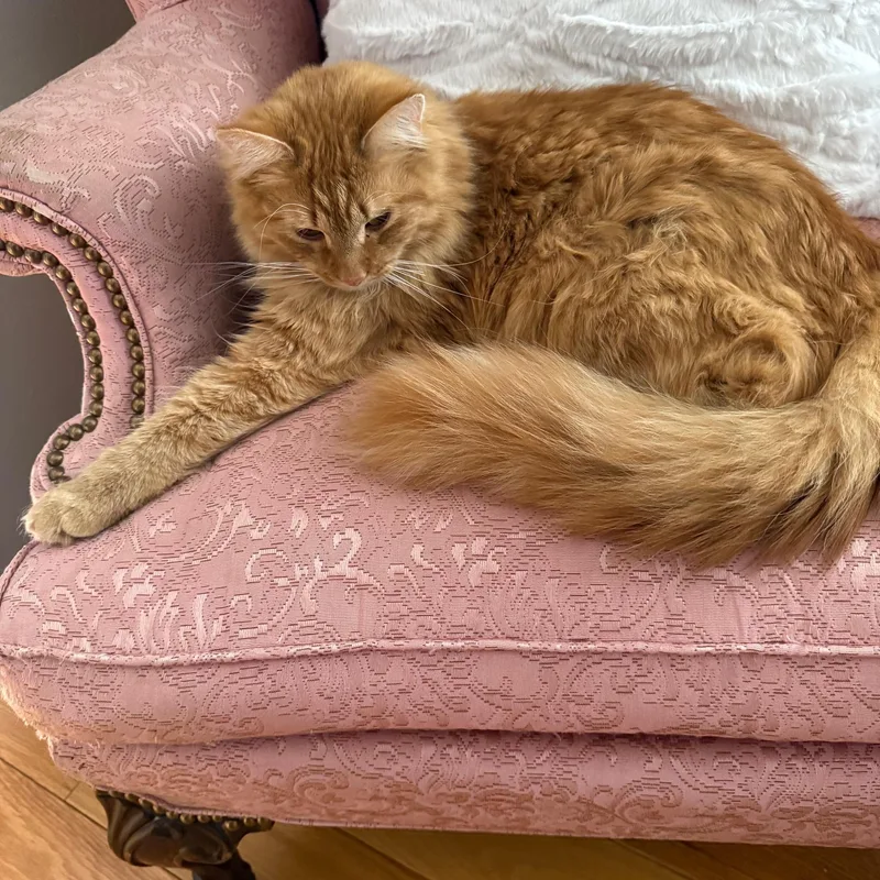 An adult medium-sized male Orange / Red Domestic Long Hair cat named Buckee for adoption in Fincastle, VA