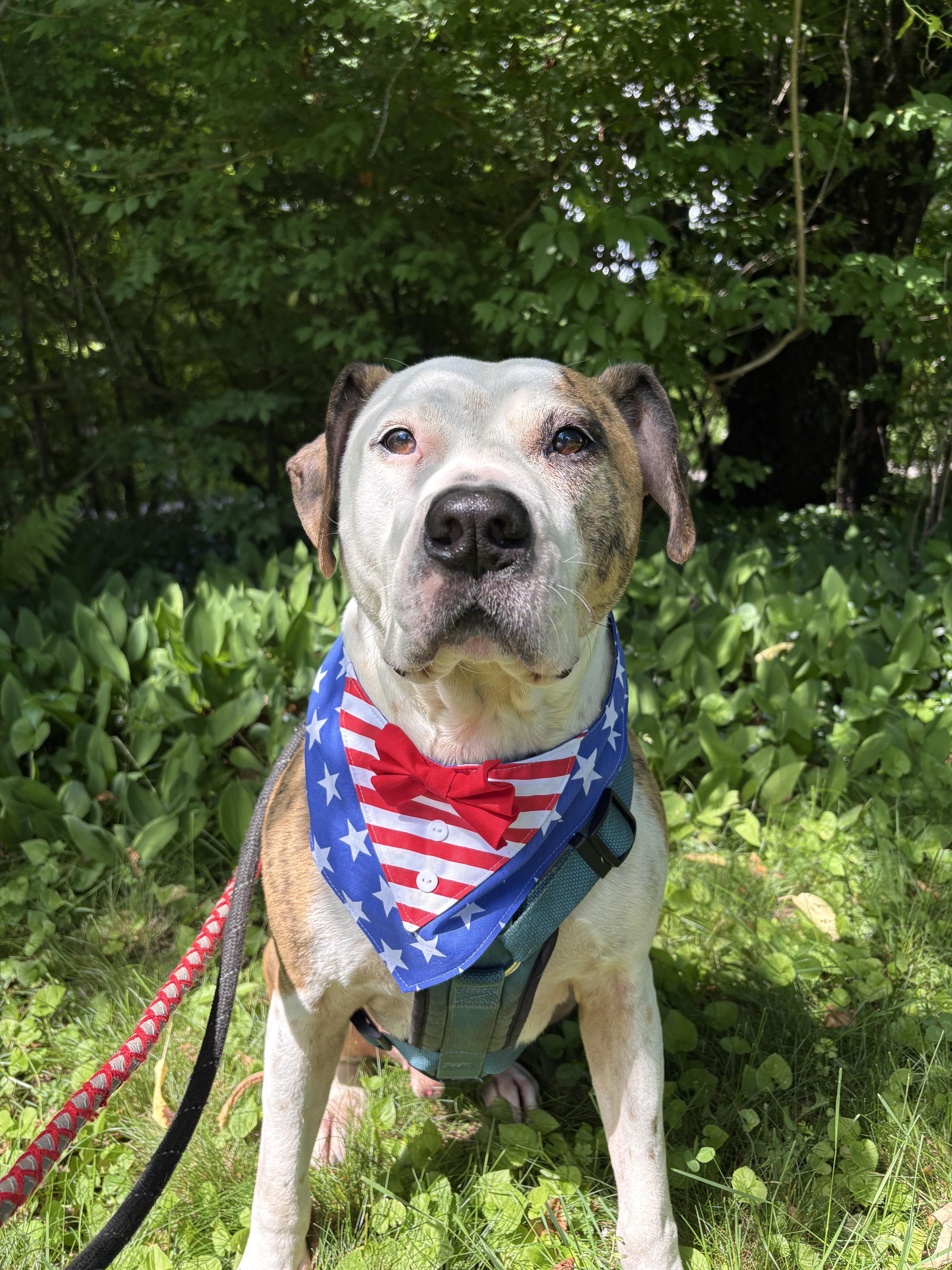 An adult large-sized male Bicolor American Bulldog dog named Boston for adoption in New Boston, NH
