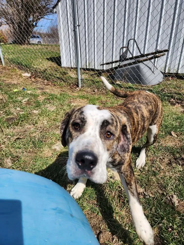 An adult large-sized female Brindle Pit Bull Terrier dog named Honey B for adoption in Reed City, MI
