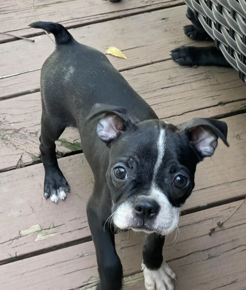 A baby small-sized female French Bulldog dog named Dottie for adoption in Overland Park, KS