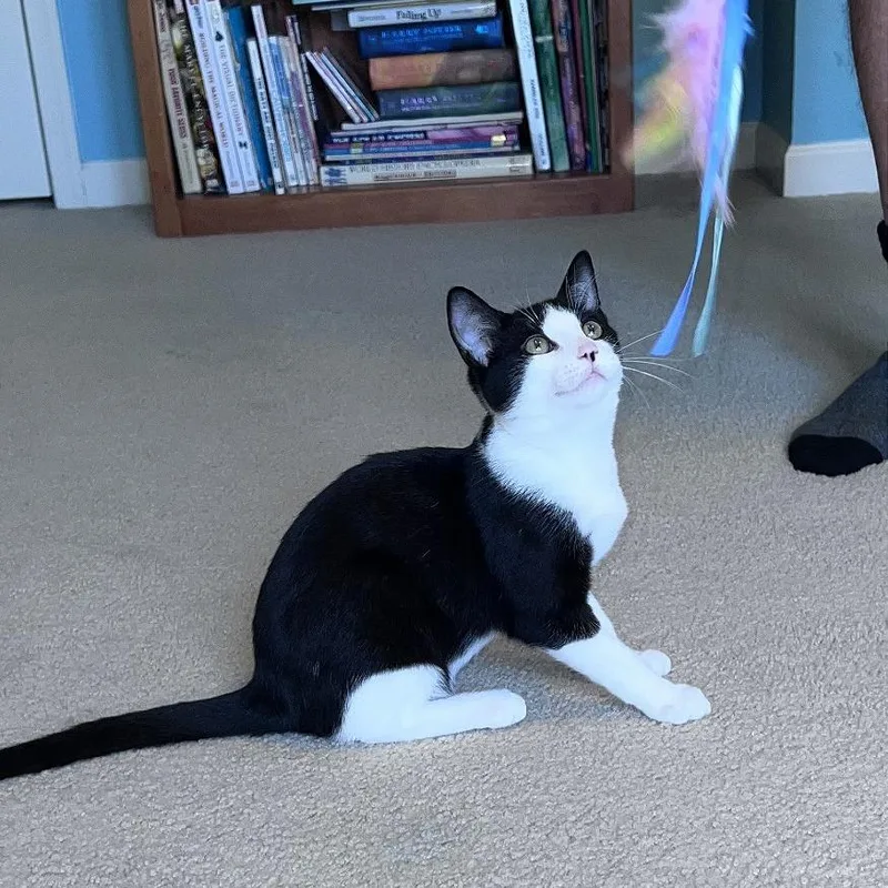 A baby small-sized male Black Domestic Short Hair cat named Nod for adoption in Gibsonia, PA