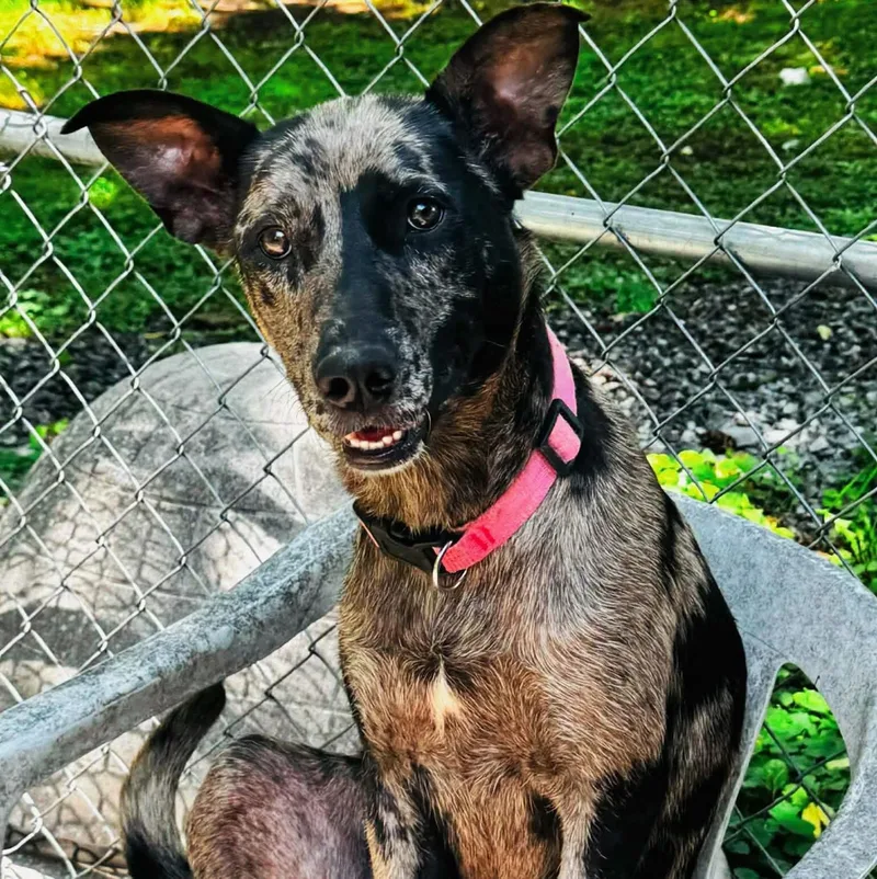 A young medium-sized female Mixed Breed dog named Tallulah for adoption in grant, AL