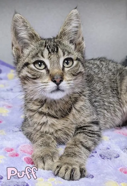 A baby small-sized male Domestic Short Hair cat named Puff for adoption in Mason, MI