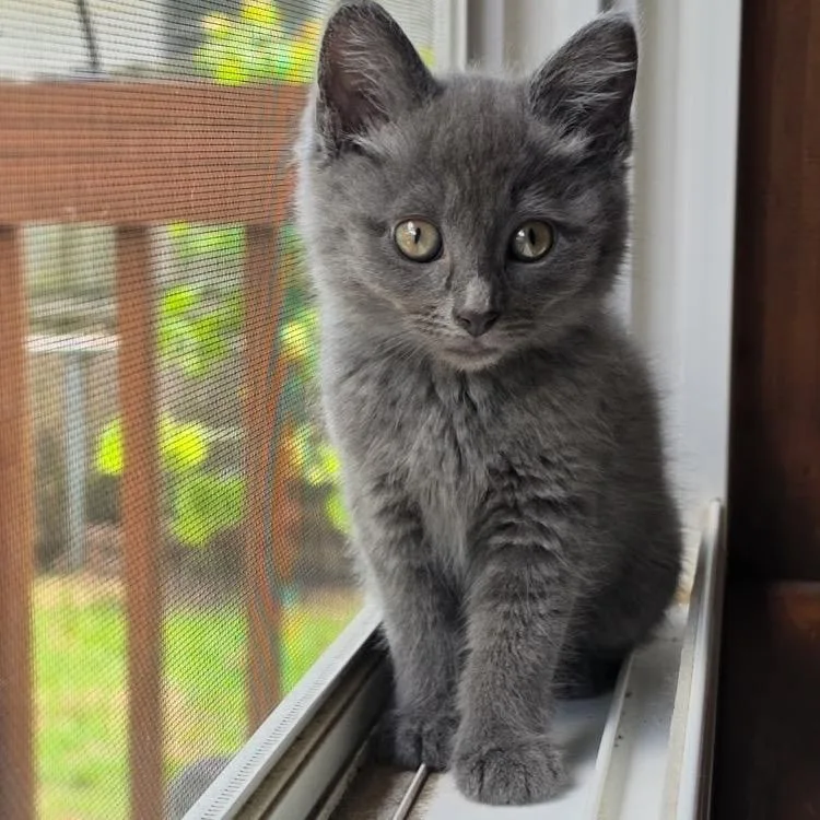 A baby small-sized female Gray / Blue / Silver Domestic Short Hair cat named Plio for adoption in Springfield, IL