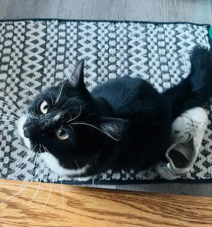 An adult medium-sized female Black & White / Tuxedo Domestic Short Hair cat named Asher for adoption in Rockaway, NJ