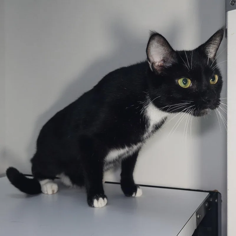 An adult small-sized male Black Domestic Short Hair cat named Smitty Manassas for adoption in Merrifield, VA