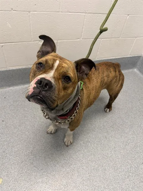 An adult medium-sized male Pit Bull Terrier dog named Rubble for adoption in Indianapolis, IN